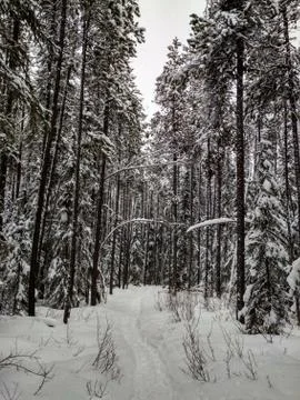 Sunwapta Falls Trees in Winter Stock Photos