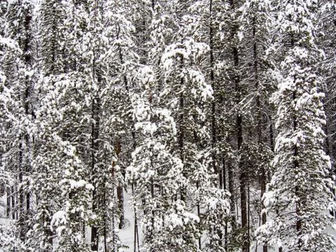 Sunwapta Falls Trees in Winter Stock Photos