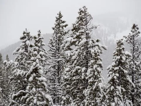 Sunwapta Falls Trees in Winter 写真素材