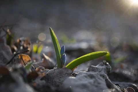 Sunwards Stock Photos