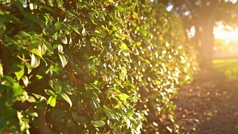 SunwashedBushes Video stock 136971622