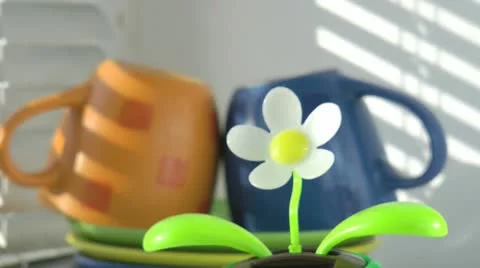 Сup and the flower Stock Footage 10786648