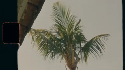 Super 8 - Bali Palm Tree Video stock 120335629
