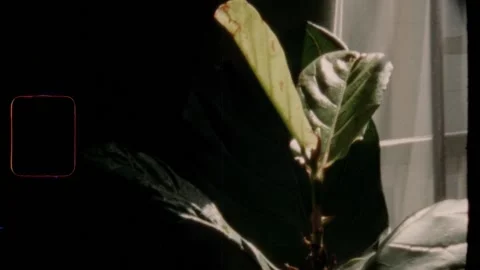 Super 8 | Fig leaf in the afternoon sun Stock Footage 158084107
