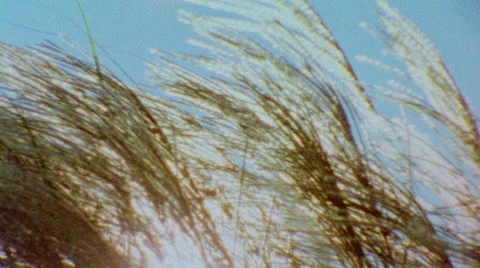 Super 8 Grass Stock Footage 43271204