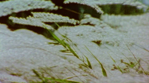 Super 8 Grass Stock Footage 43271246