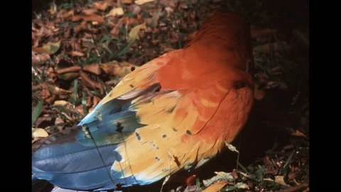 SUPER 8 - HONDURAS - two ara scarlet macaw parrots - 1979 Stock Footage 160247635