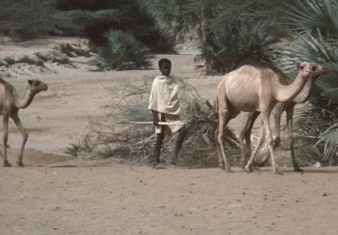 SUPER 8 - KENYA - camel herd - 1984 Stock Footage 259435346