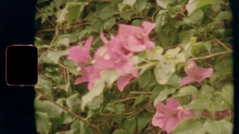 Super 8 |Out of focus flowers close up Video stock 130426977