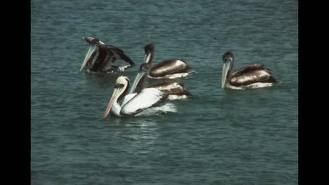 SUPER 8 - PERU - Pelicans on the ocean - Paracas - 1981 Stock Footage 160319957