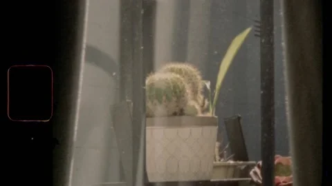 Super 8 | Plant soaking in the sunlight through a window pane Video stock 158084117