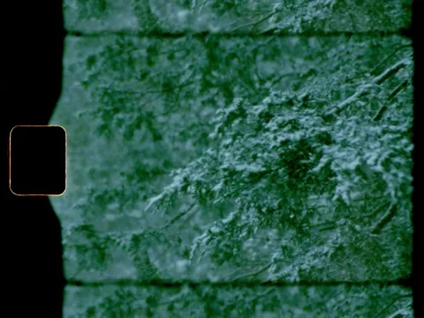 Super 8 Snow Falling on Trees Stock Footage 221567601