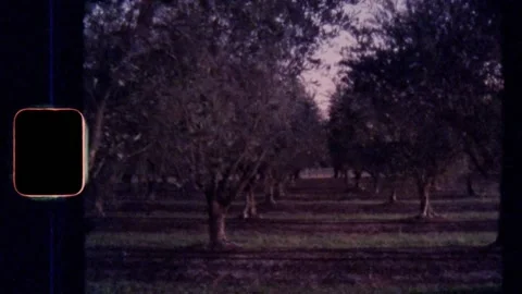 Super 8 | Sunset in an olive grove Video stock 140415992