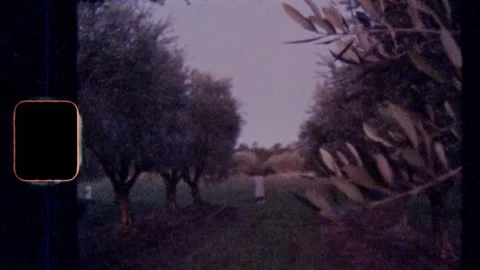 Super 8 | Sunset at an olive orchid Stock Footage 140415989