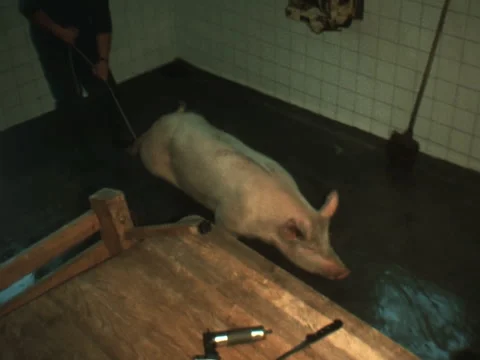 SUPER 8 - SWITZERLAND - pig arrival at slaughterhouse and killing - 1980S Stock Footage 282923688