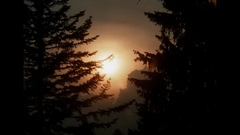 SUPER 8 - SWITZERLAND - sunset  through pines tree Stock Footage