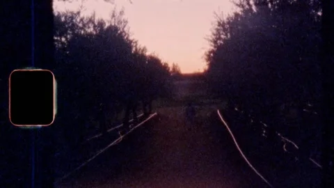 Super 8 | Walking down a line of olive trees as the sun sets Video stock 140426302