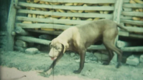 Super 8mm German Shorthaired Pointer Stock Footage 86831576