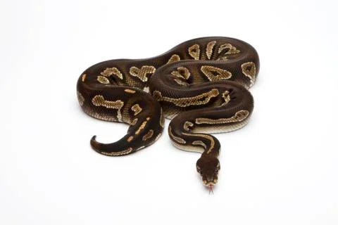 Super black head ball python or royal python (python regius) Stock Photos