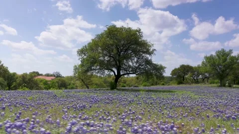 Super Bloom, field cover in bright blue bluebonnets, Texas Hill Country Stock Footage 237878124