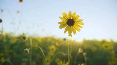 Super Bloom Flowers 4K Stock Footage 105490532