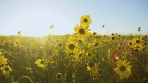 Super Bloom Flowers 4K Stock Footage 105491205