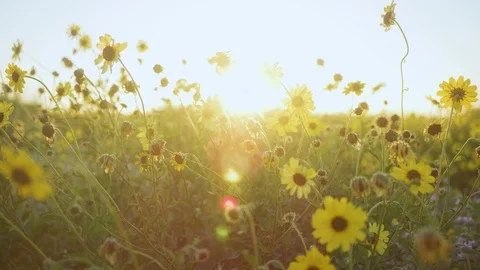 Super Bloom Flowers 4K Stock Footage 105492069