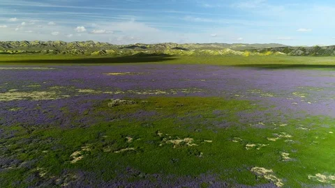 Super Bloom Valley Stock Footage 119796880