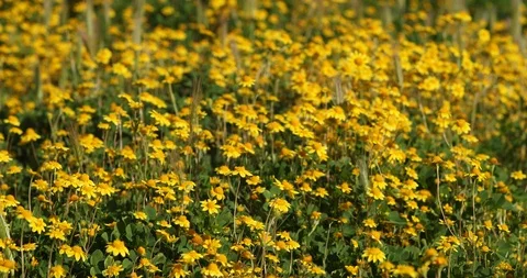 Super Bloom Wild Flower Field Stock Footage 114659831