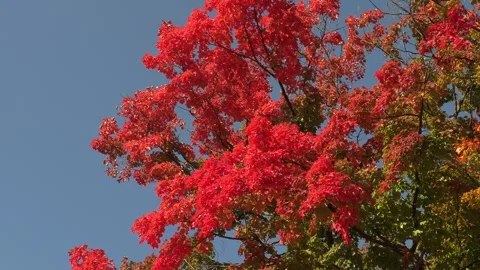 Super brilliant bright red fall colors near Toronto Stock Footage 252027633