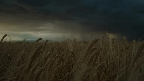 Super Cell Storm Cloud Wheat Field Stock Footage 115755776