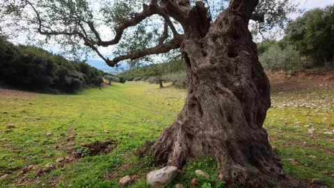 Super-Centenary Olive Tree in Traditional Mediterranean Farm Video stock 303482497