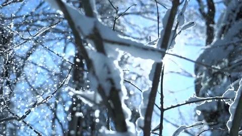 Super-clear-close-up-video-of-snow-in-the-woods Stock Footage 126230585