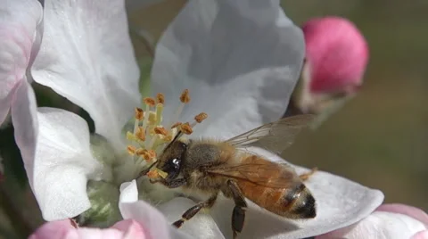 Super close bee on apple blossom 4k Stock Footage 42998899