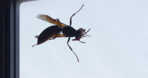 Super Close Up of a Bee Cleaning Up Herself in the Window, 4K Vidéo 131024355