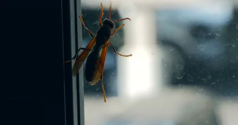 Super Close Up of Bee Finding the Exit, Please Help! 4K Vidéo 131024330