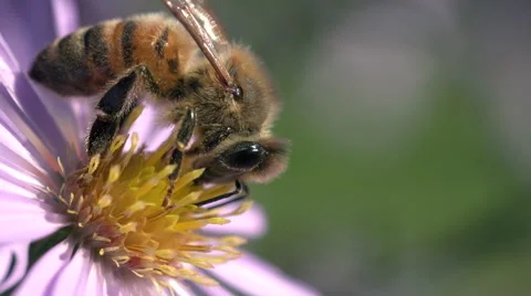Super close up bee pollinating flower and fly away Stock Footage