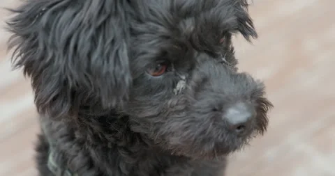 Super close up of black puppy's face Stock-Footage 254597863