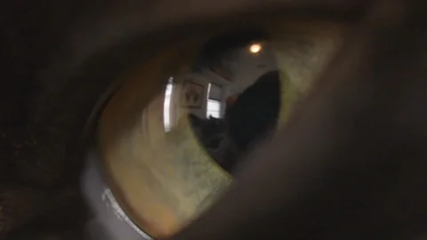 Super close up of blinking cat eye. Black cat. Stock Footage 93319662
