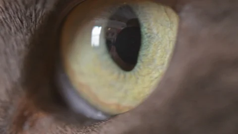 Super close up of cat eye. blinks once.  Grey cat. Stockbeeldmateriaal 93319910