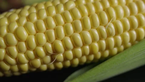 Super Close-up of Corn Cob in Studio 스톡 동영상 142813723