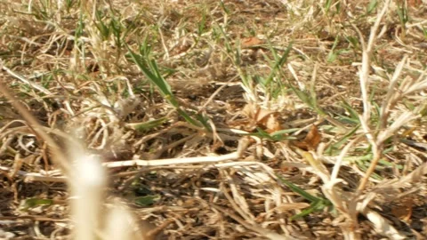 Super close-up, details. dried mowed grass on the lawn Stock Footage 141305801