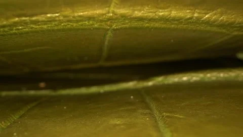 Super close. details dyed crocodile leather. textile background Stock Footage 134332052