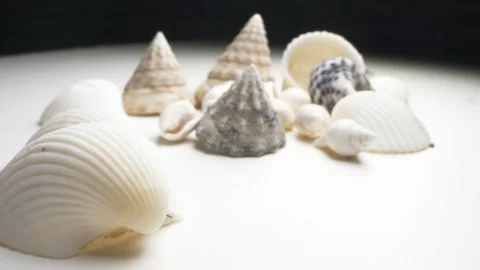 Super close up. details of various small seashells. decorative background Video stock 134310128