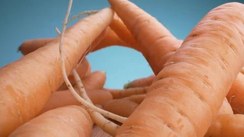 Super close details. view between a lot of fresh carrots on a blue background Stock Illustration