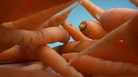 Super close details. view between a lot of fresh carrots on a blue background Stock Illustration