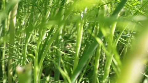 Super close dill grows on a garden bed on a clear sunny day Stock Footage 132905361