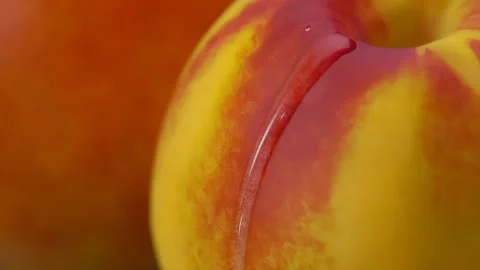 Super close-up of a drop of water flowing down the side of a juicy peach Stock Footage 293494344