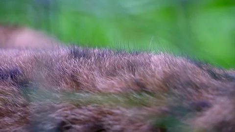 Super close-up of Eurasian lynx in the natural environment. Video stock 253023027