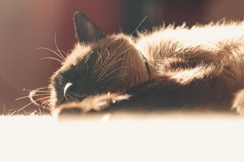 Super close up to the face of a siamese cat while sleeping while sunbathing Stock Photos
